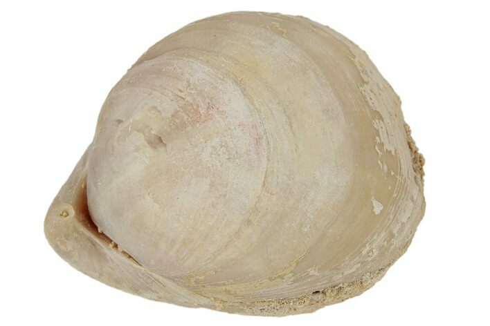 Pliocene/Pleistocene Fossil Brachiopod (Terebratula) #189423